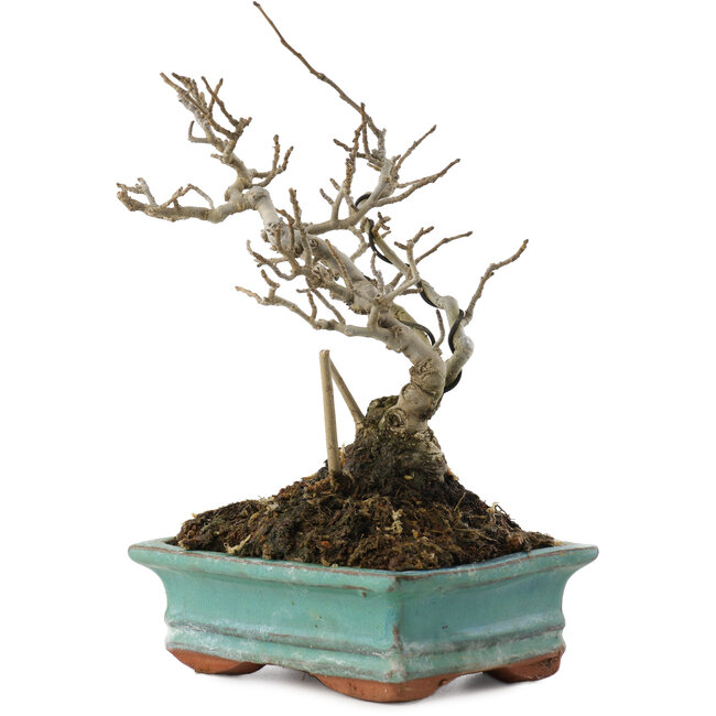 Ilex serrata, 16 cm, ± 20 jaar oud