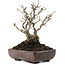 Ilex serrata, 18 cm, ± 20 jaar oud