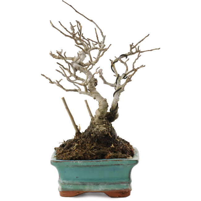 Ilex serrata, 16 cm, ± 20 jaar oud