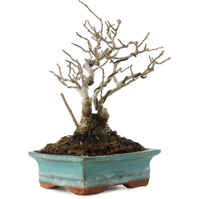 Ilex serrata, 16 cm, ± 20 years old