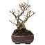 Ilex serrata, 18 cm, ± 20 jaar oud