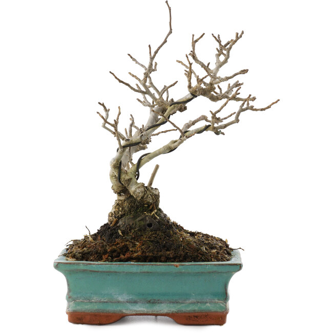 Ilex serrata, 16 cm, ± 20 años