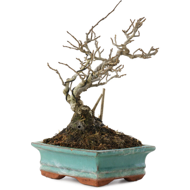 Ilex serrata, 16 cm, ± 20 anni