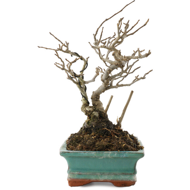 Ilex serrata, 16 cm, ± 20 years old