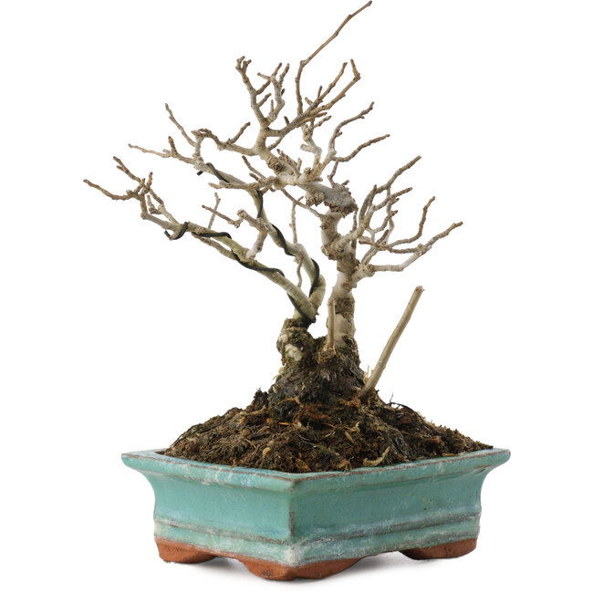 Ilex serrata, 16 cm, ± 20 Jahre alt