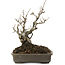 Ilex serrata, 17,5 cm, ± 20 jaar oud