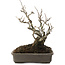 Ilex serrata, 17,5 cm, ± 20 jaar oud