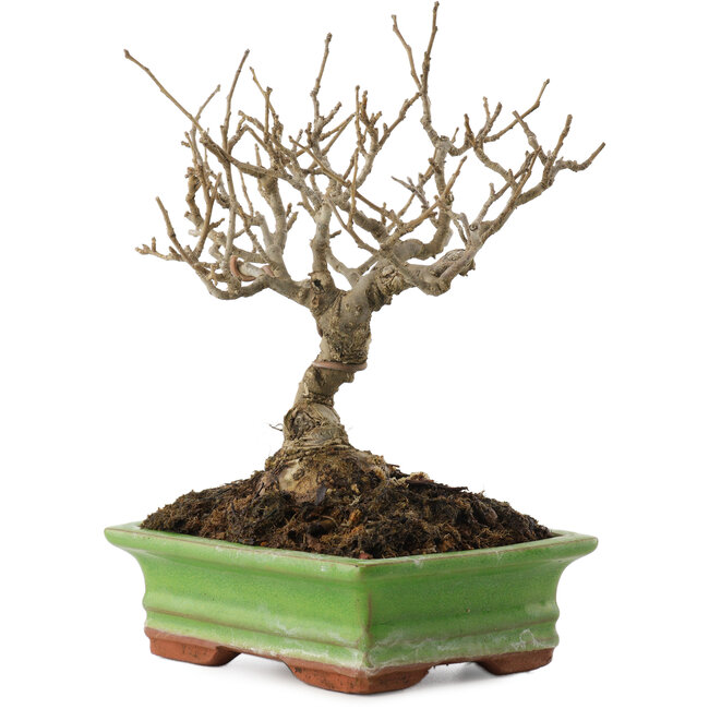 Ilex serrata, 17,5 cm, ± 20 Jahre alt