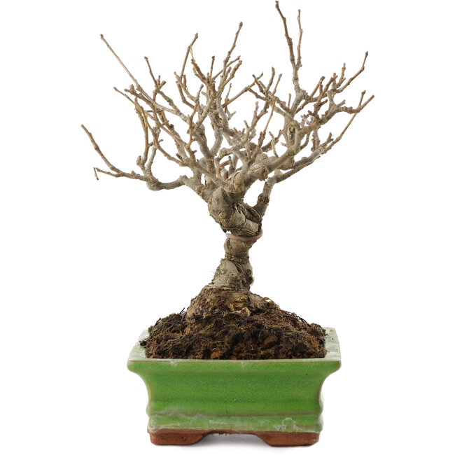 Ilex serrata, 17,5 cm, ± 20 años