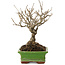 Ilex serrata, 17,5 cm, ± 20 ans