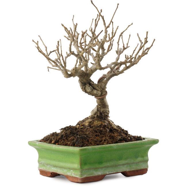 Ilex serrata, 17,5 cm, ± 20 ans
