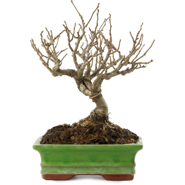 Ilex serrata, 17,5 cm, ± 20 años