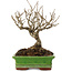 Ilex serrata, 17,5 cm, ± 20 jaar oud