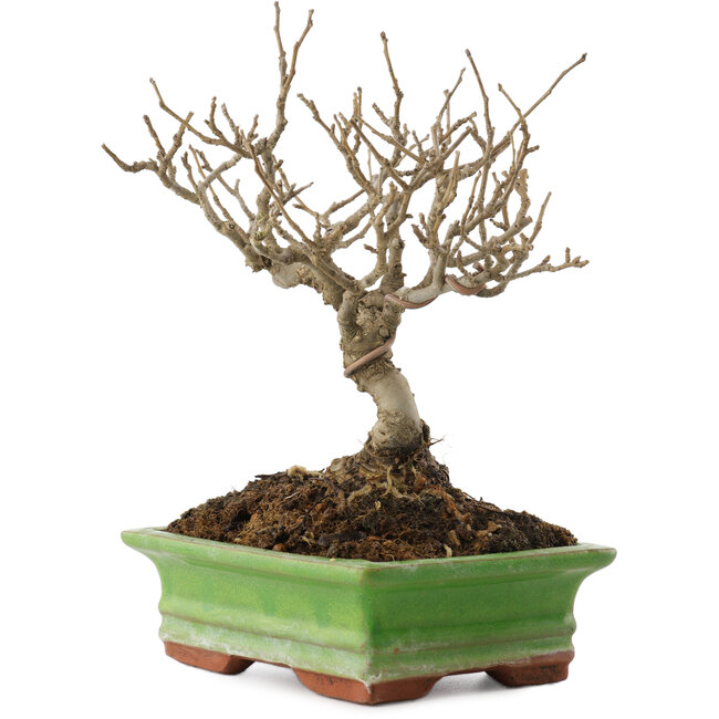 Ilex serrata, 17,5 cm, ± 20 jaar oud