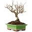 Ilex serrata, 17,5 cm, ± 20 anni