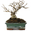 Ilex serrata, 13,5 cm, ± 20 jaar oud