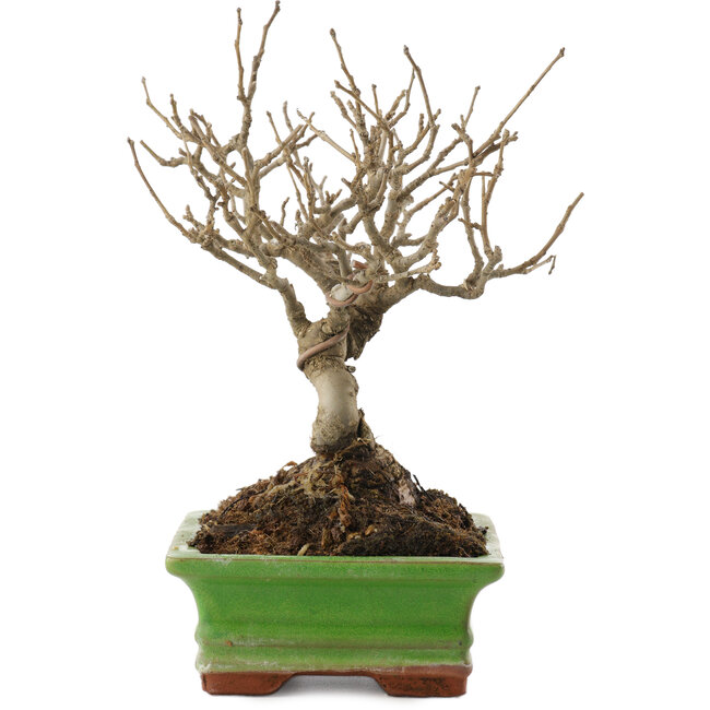 Ilex serrata, 17,5 cm, ± 20 jaar oud
