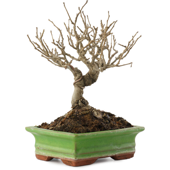 Ilex serrata, 17,5 cm, ± 20 años