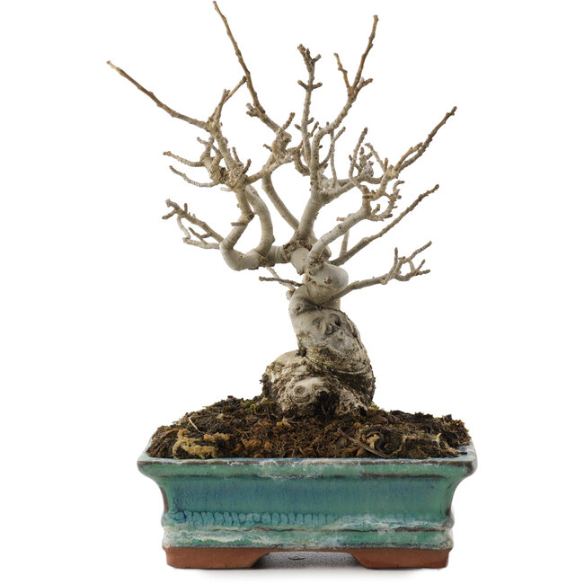 Ilex serrata, 16,5 cm, ± 20 anni