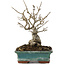Ilex serrata, 16,5 cm, ± 20 años