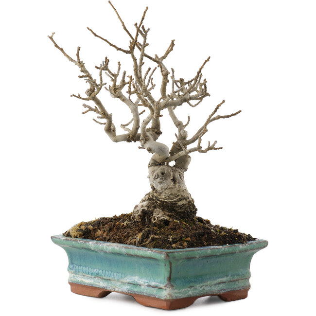 Ilex serrata, 16,5 cm, ± 20 years old