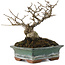 Ilex serrata, 13,5 cm, ± 20 Jahre alt