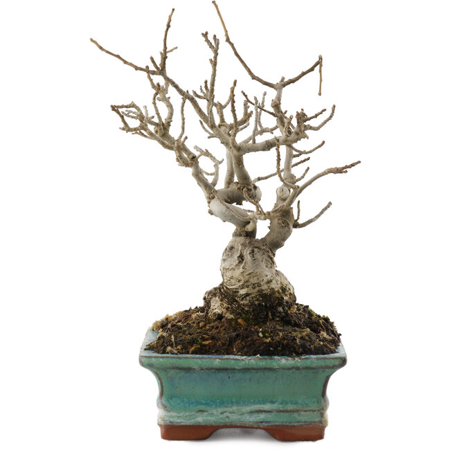 Ilex serrata, 16,5 cm, ± 20 jaar oud