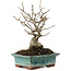 Ilex serrata, 16,5 cm, ± 20 years old