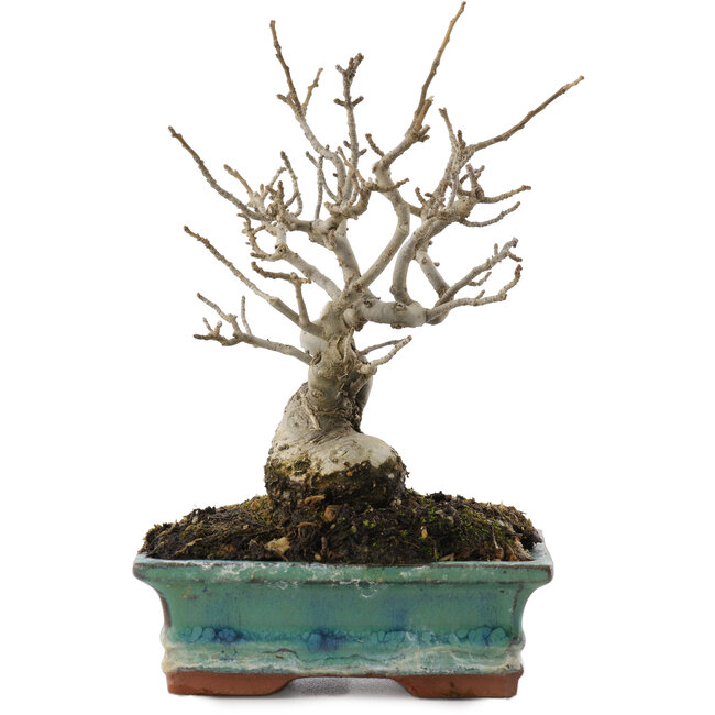 Ilex serrata, 16,5 cm, ± 20 anni