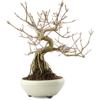 Callicarpa japonica, 22,5 cm, ± 8 anni