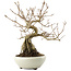 Callicarpa japonica, 22,5 cm, ± 8 ans