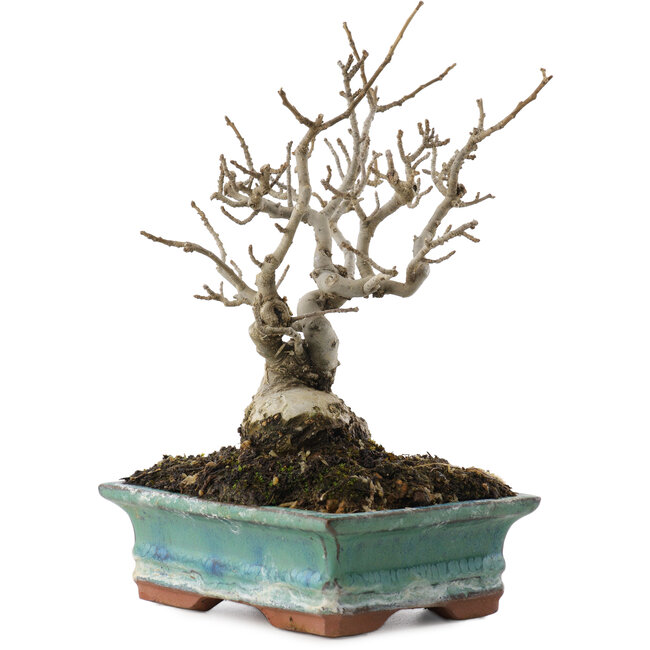 Ilex serrata, 16,5 cm, ± 20 jaar oud