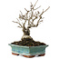 Ilex serrata, 16,5 cm, ± 20 years old