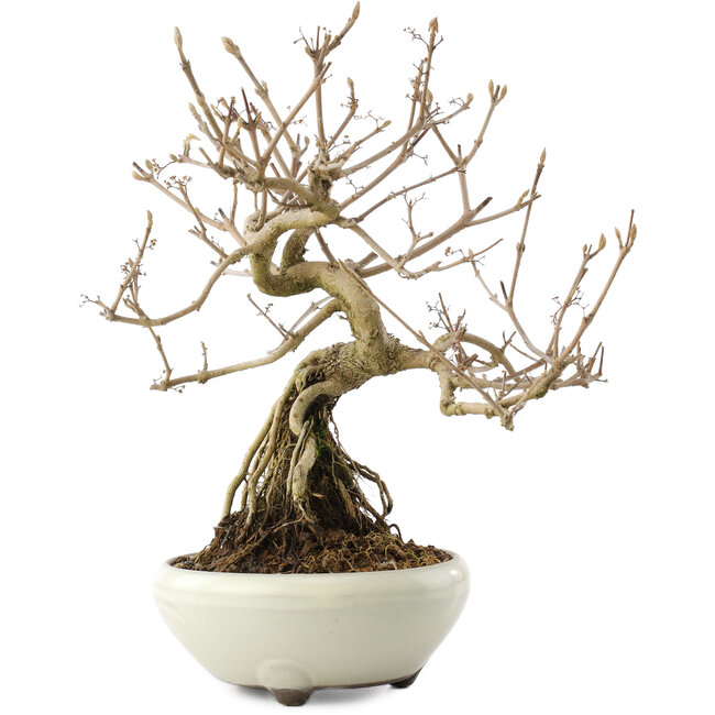 Callicarpa japonica, 22,5 cm, ± 8 ans