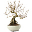 Callicarpa japonica, 22,5 cm, ± 8 ans
