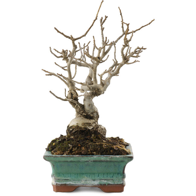 Ilex serrata, 16,5 cm, ± 20 years old