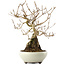 Callicarpa japonica, 22,5 cm, ± 8 ans