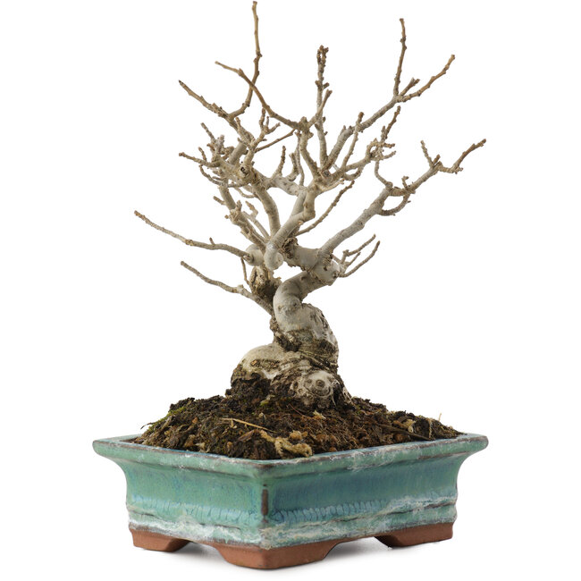 Ilex serrata, 16,5 cm, ± 20 años