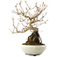 Callicarpa japonica, 22,5 cm, ± 8 ans