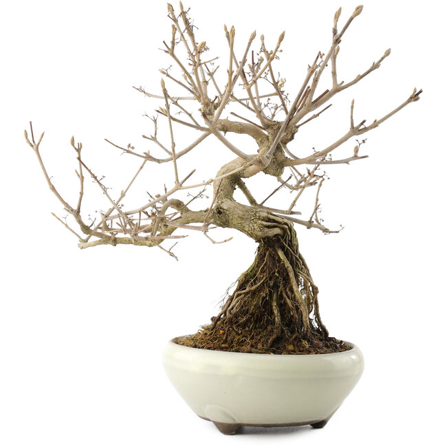 Callicarpa japonica, 22,5 cm, ± 8 years old