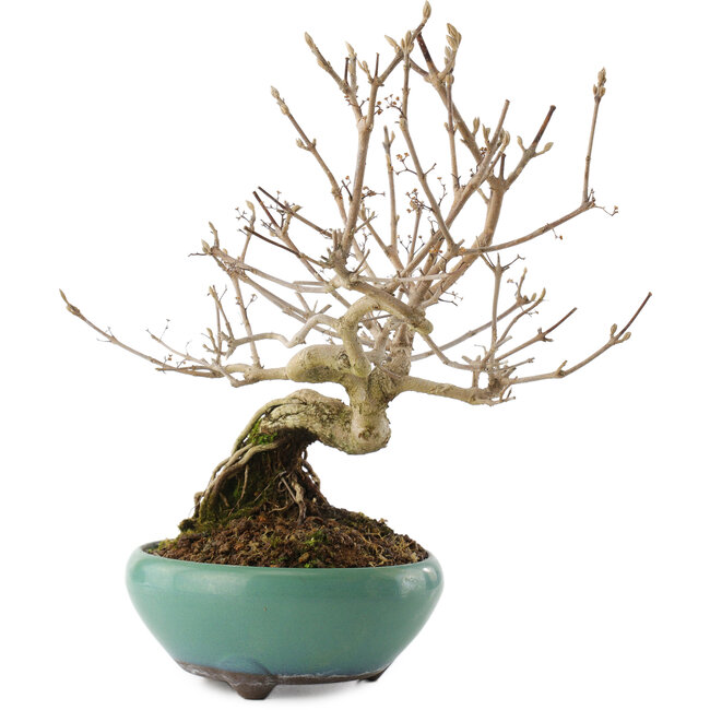 Callicarpa japonica, 22,5 cm, ± 8 años