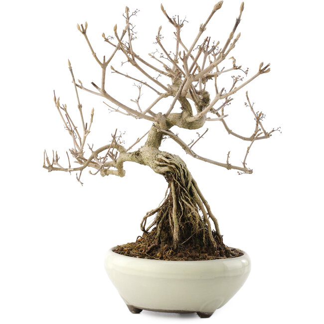 Callicarpa japonica, 22,5 cm, ± 8 Jahre alt