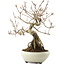 Callicarpa japonica, 22,5 cm, ± 8 ans