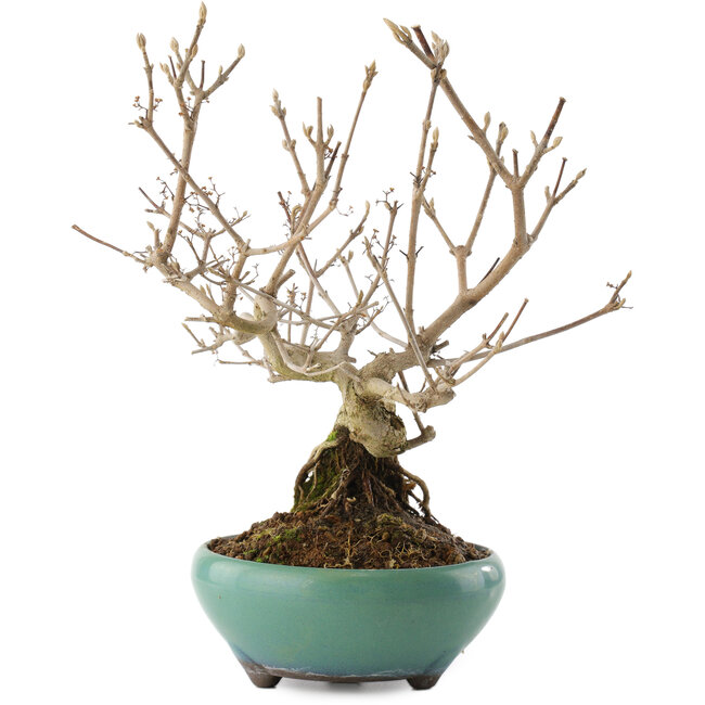 Callicarpa japonica, 22,5 cm, ± 8 años