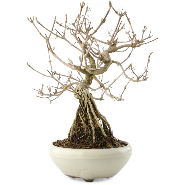 Callicarpa japonica, 22,5 cm, ± 8 jaar oud