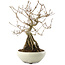 Callicarpa japonica, 22,5 cm, ± 8 ans
