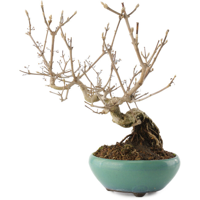 Callicarpa japonica, 22,5 cm, ± 8 años