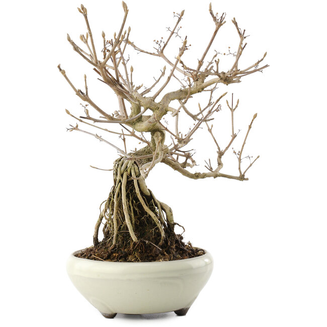 Callicarpa japonica, 22,5 cm, ± 8 años