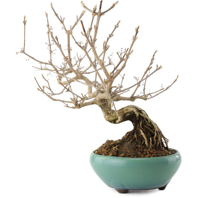 Callicarpa japonica, 22,5 cm, ± 8 anni