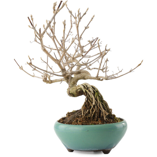 Callicarpa japonica, 22,5 cm, ± 8 años